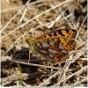 issor lathonia imago15 don1
